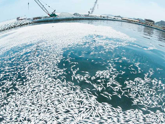 Oxygen Generators For Fish Farming Oxygen Generators For Fish Farming